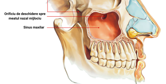 Sinus