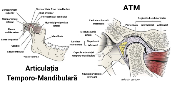 Articulatia temporo-mandibulara. ATM